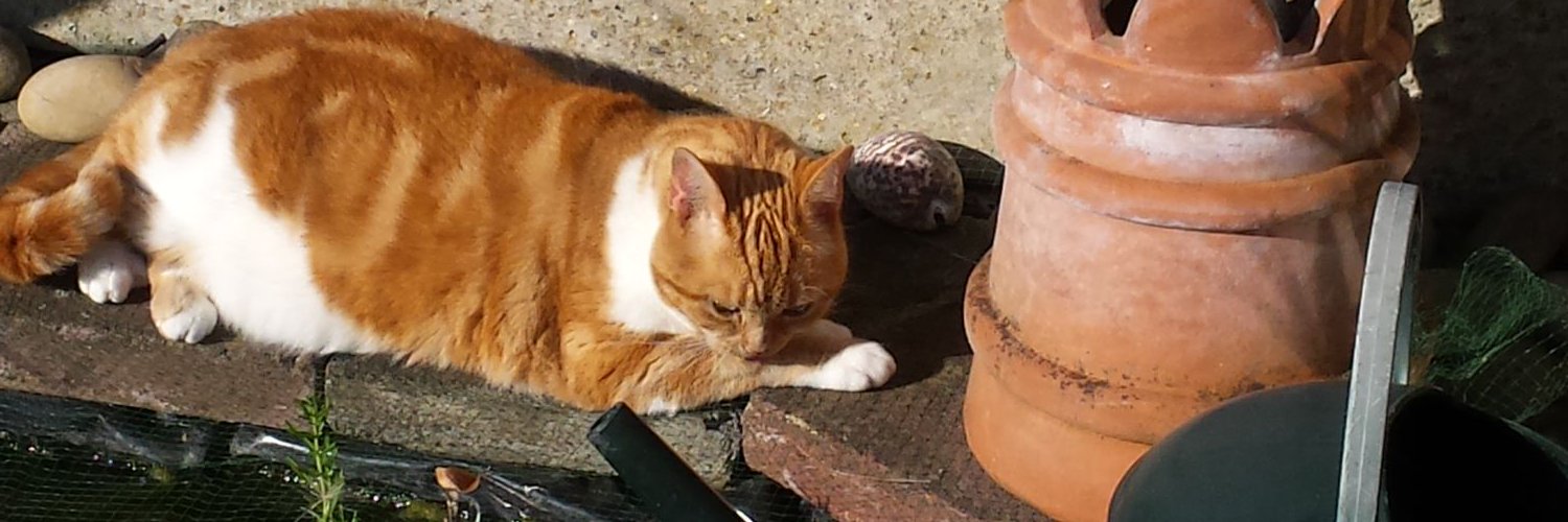 Justin Pereira banner