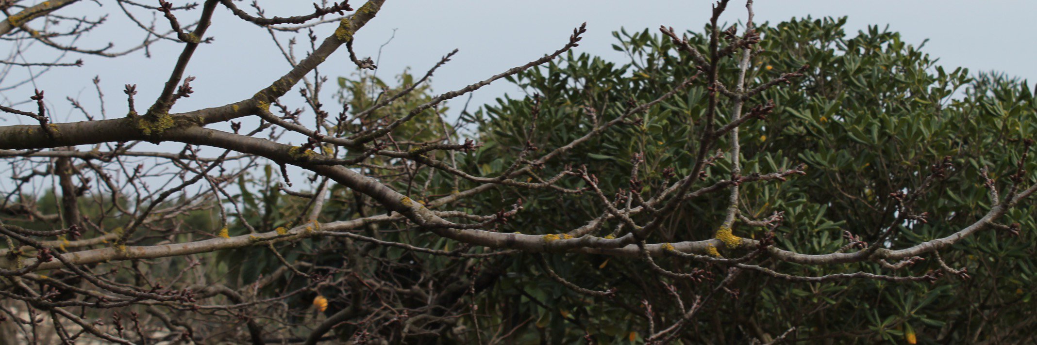 IlPignolo_off's profile banner image