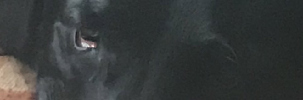 Marianloyd2's profile banner image