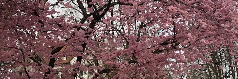 kusum_l's profile banner image