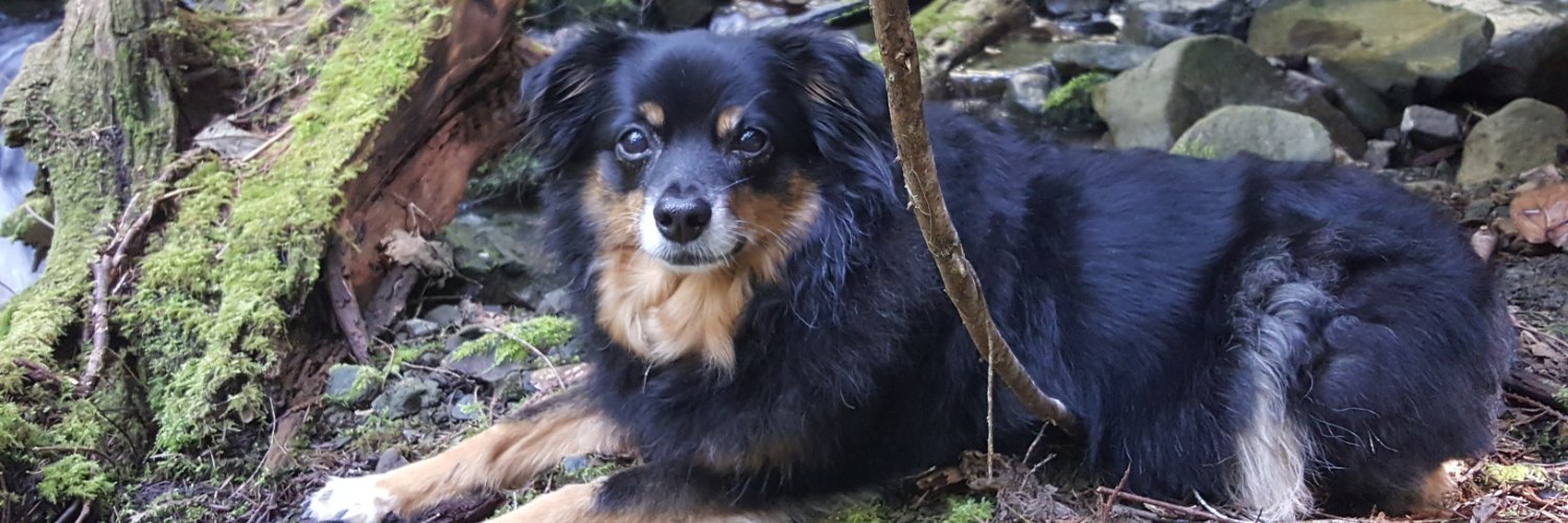 Dillon Lincoln banner