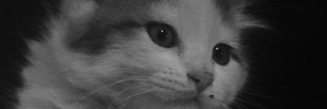lmella2028's profile banner image