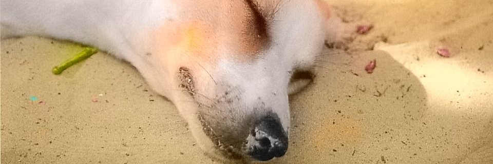 rabe's profile banner image