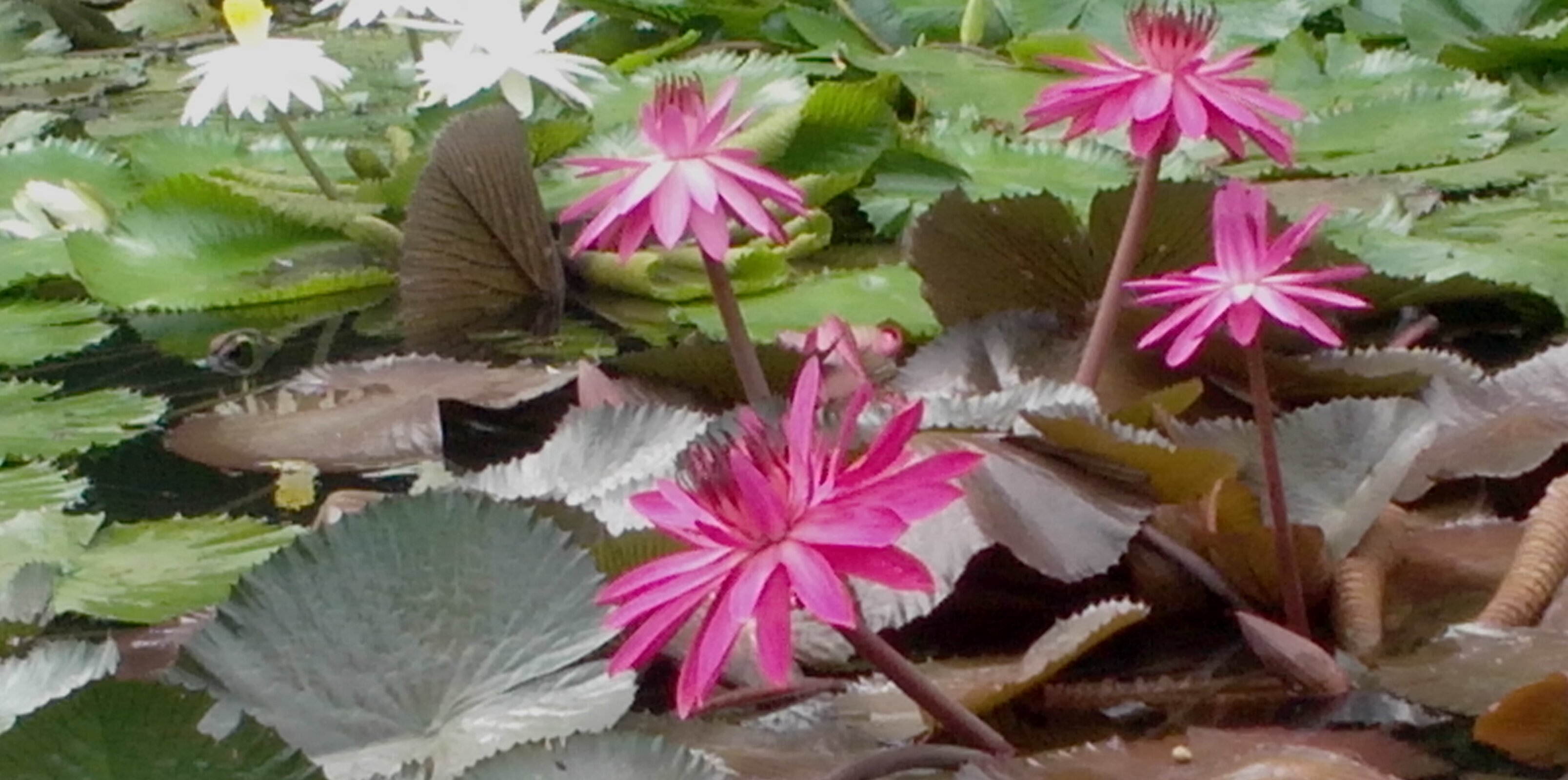 bhtrahul's profile banner image