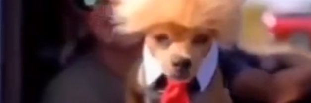 I’m just here for the show banner