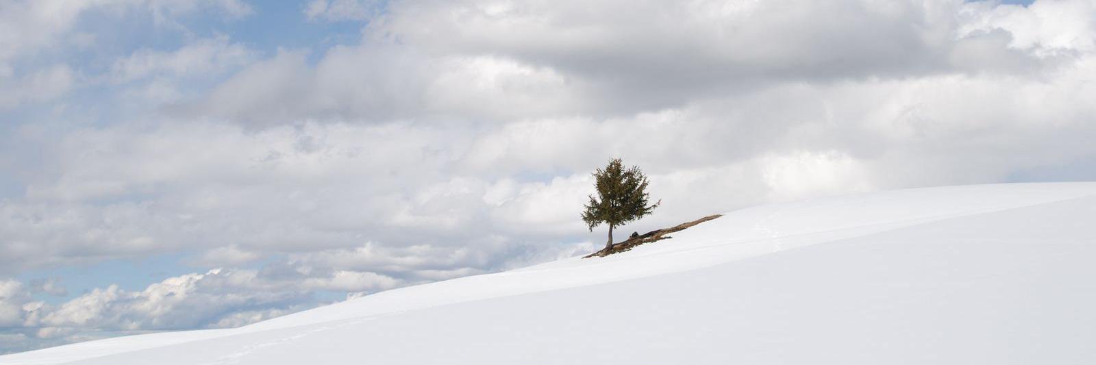 stylandsia's profile banner image