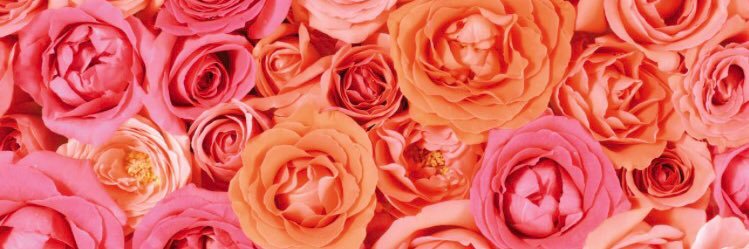 JulieACrow's profile banner image