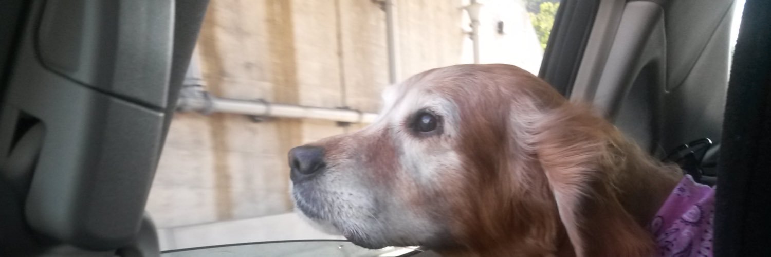 moe_wags's profile banner image