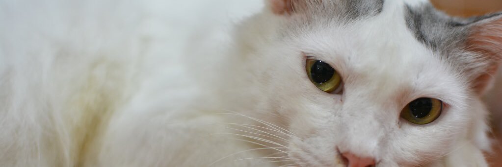 kumuhammadfaez's profile banner image