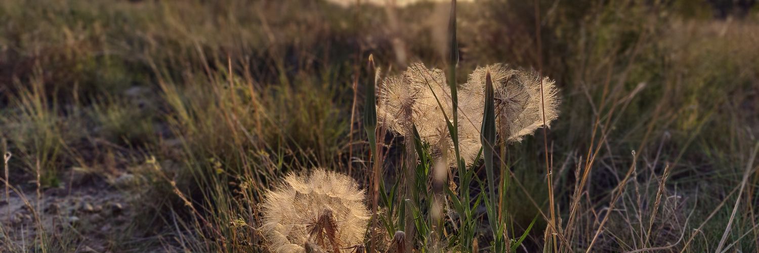 ssupruos's profile banner image