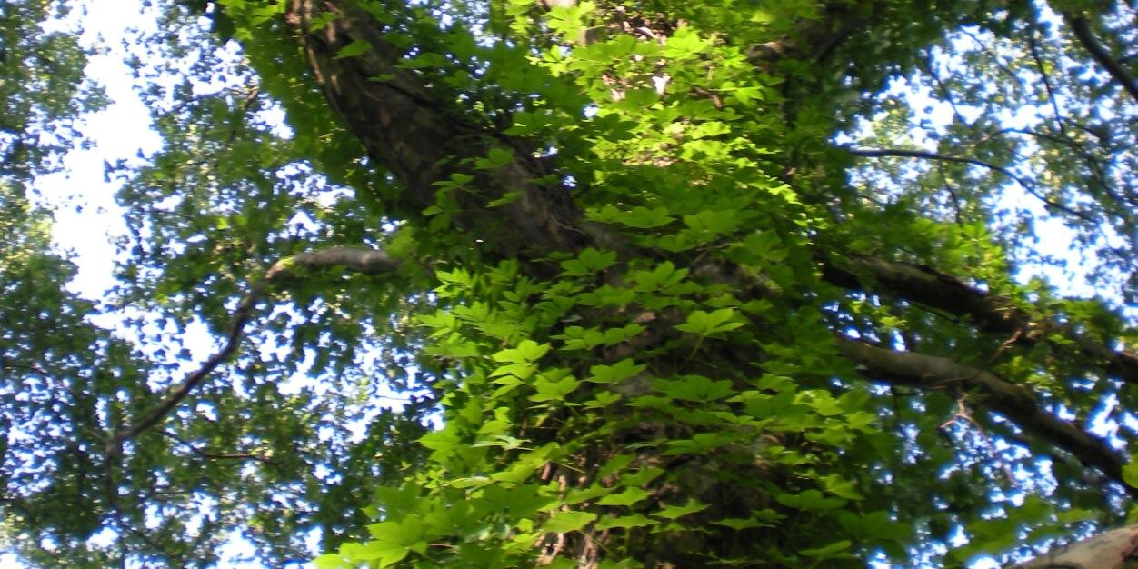 Amy Noel Ellison banner