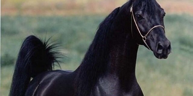 Mahaa_e's profile banner image