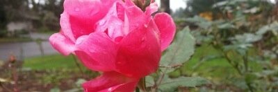 RoseCityWeather's profile banner image