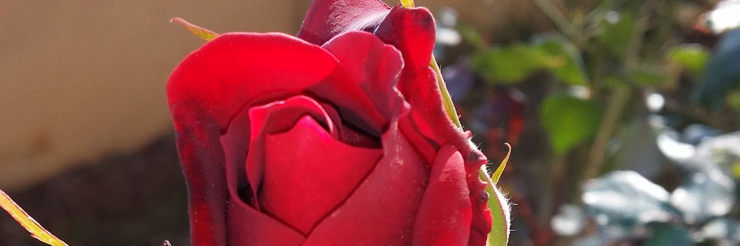 sms43491's profile banner image