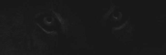 LeahRight's profile banner image