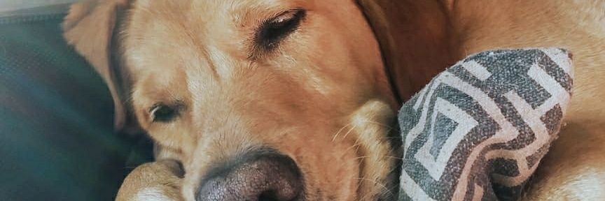 RenaDucca's profile banner image