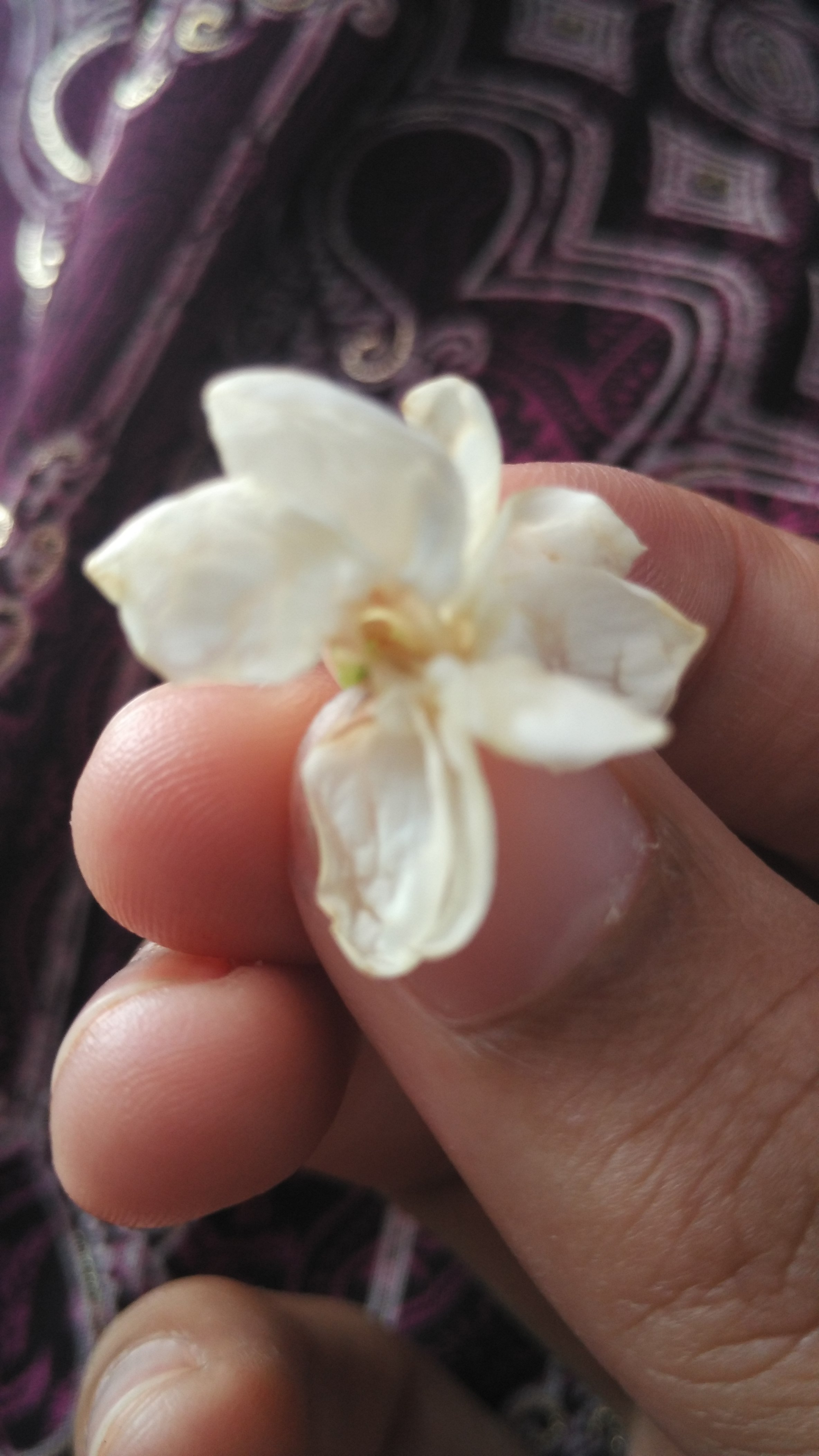 dyasanjar's profile banner image
