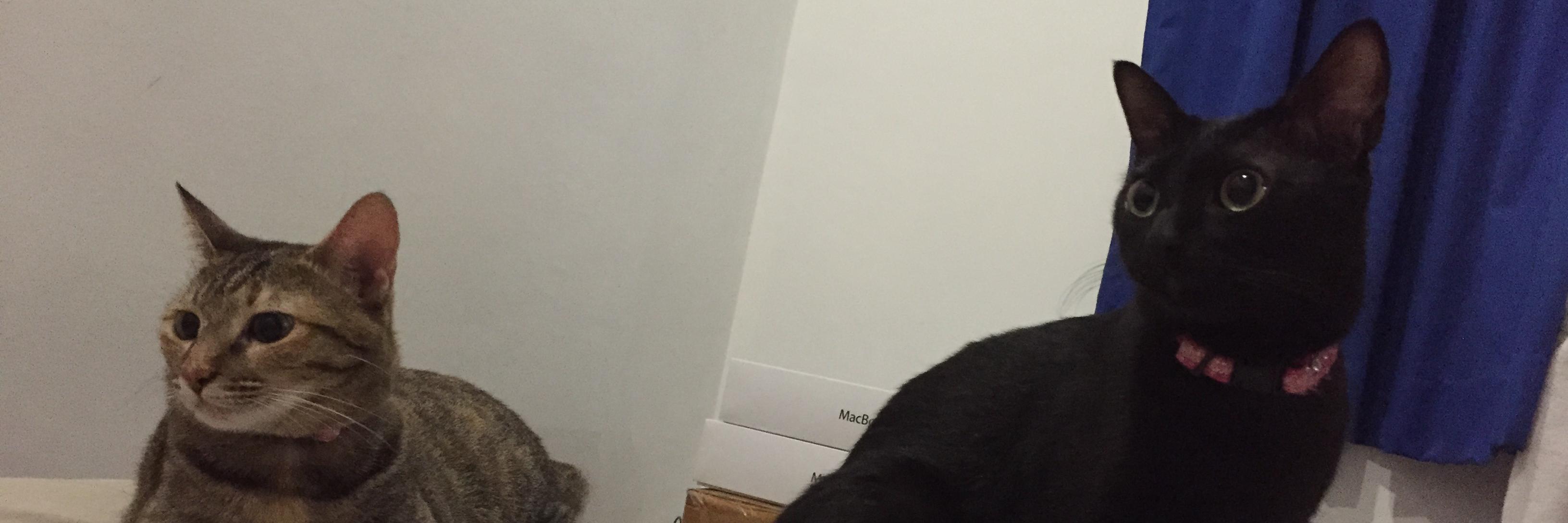 convexset's profile banner image