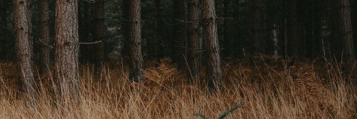 AslKocalak's profile banner image