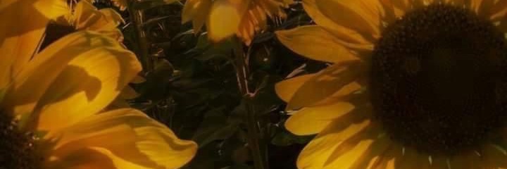 Dools 💙🌻 banner