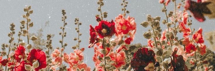 Alissa banner