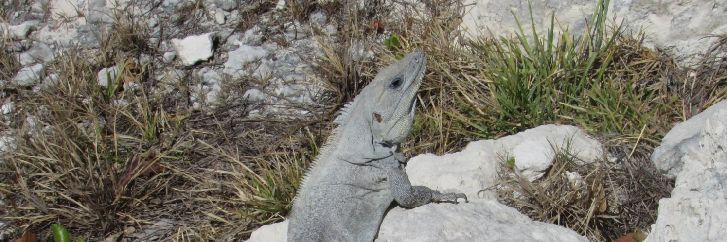 Adam Sinclair banner