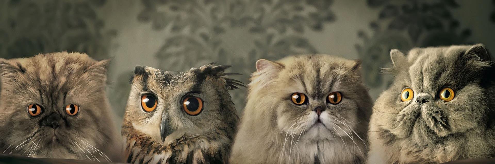 JonathanCohenS's profile banner image