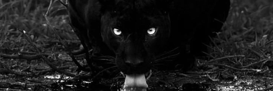 dondiabl6's profile banner image