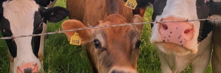 izabela łęcka banner