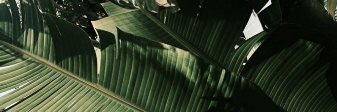 linasrw's profile banner image