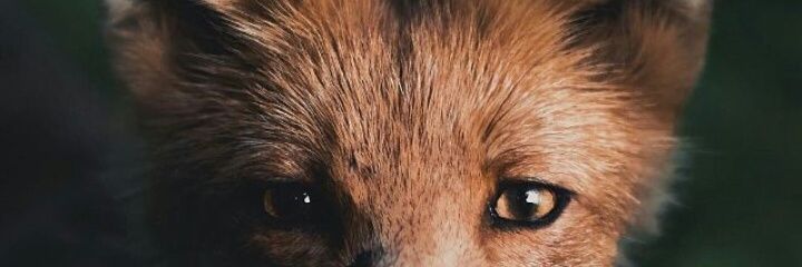 stepcem's profile banner image