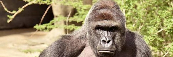 thinkgreenking Profile Banner