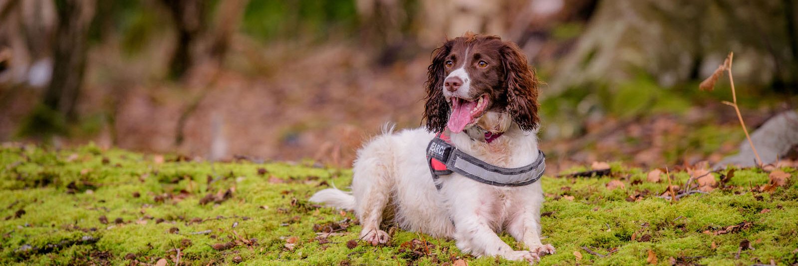 searchdogmillie's profile banner image