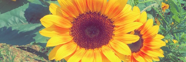 megrahamm's profile banner image