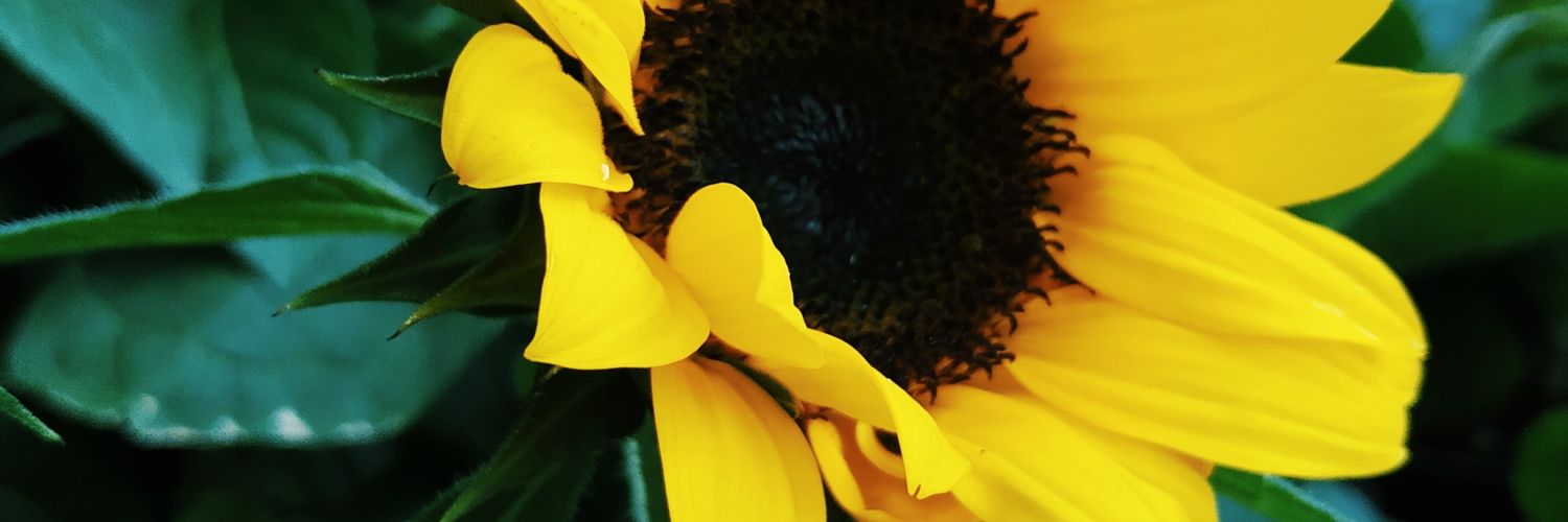 Phoebe_bb's profile banner image