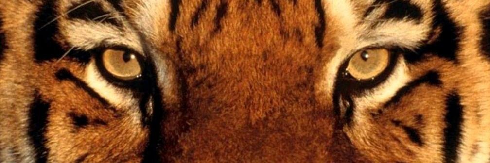 Pinchdatails's profile banner image