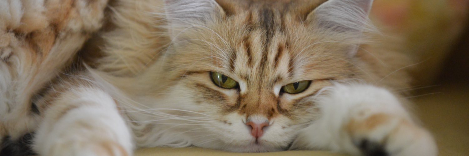 Emily Y. Fan, MD banner