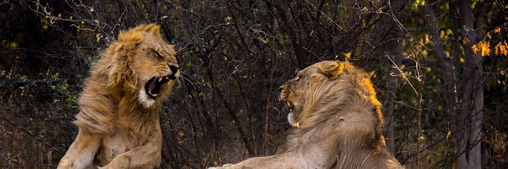 Lion Knowles banner