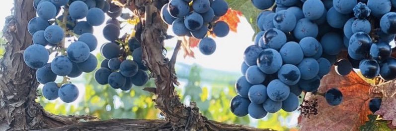 WineBlend's profile banner image
