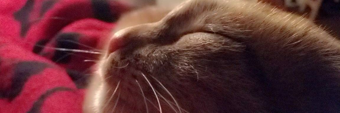 romeokitty's profile banner image