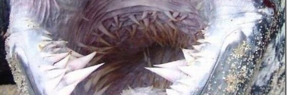 dr_gasp's profile banner image