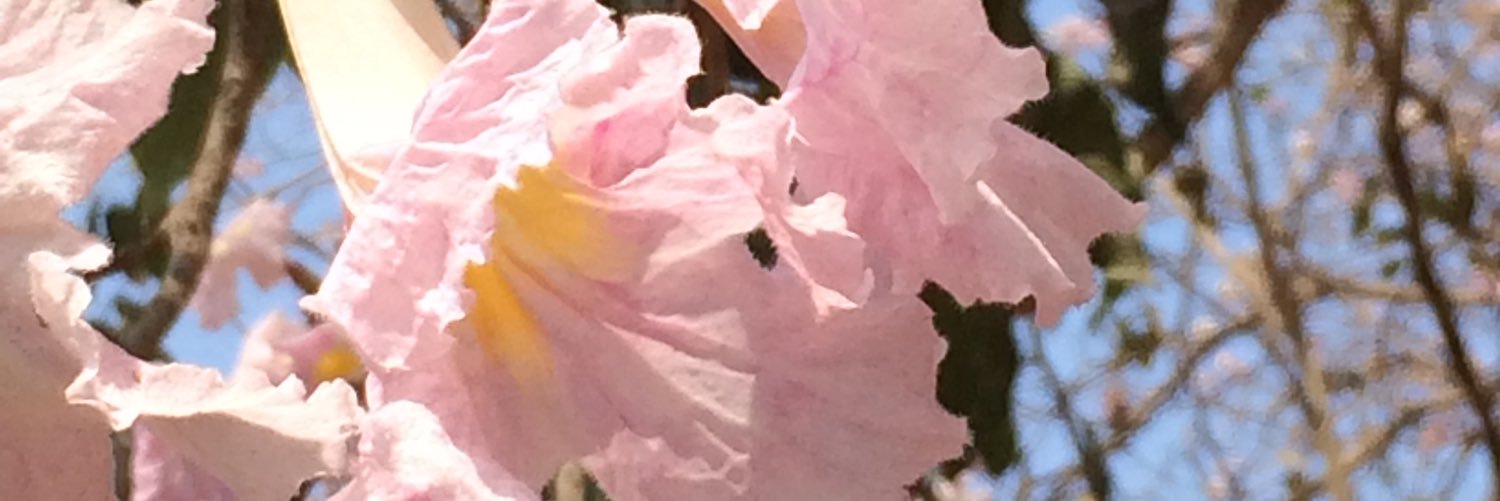 timdoesgardens's profile banner image