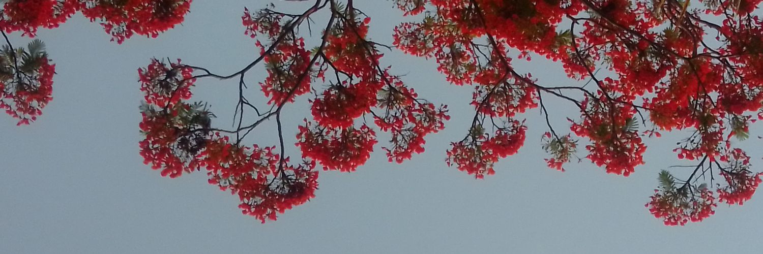 stabohemia's profile banner image