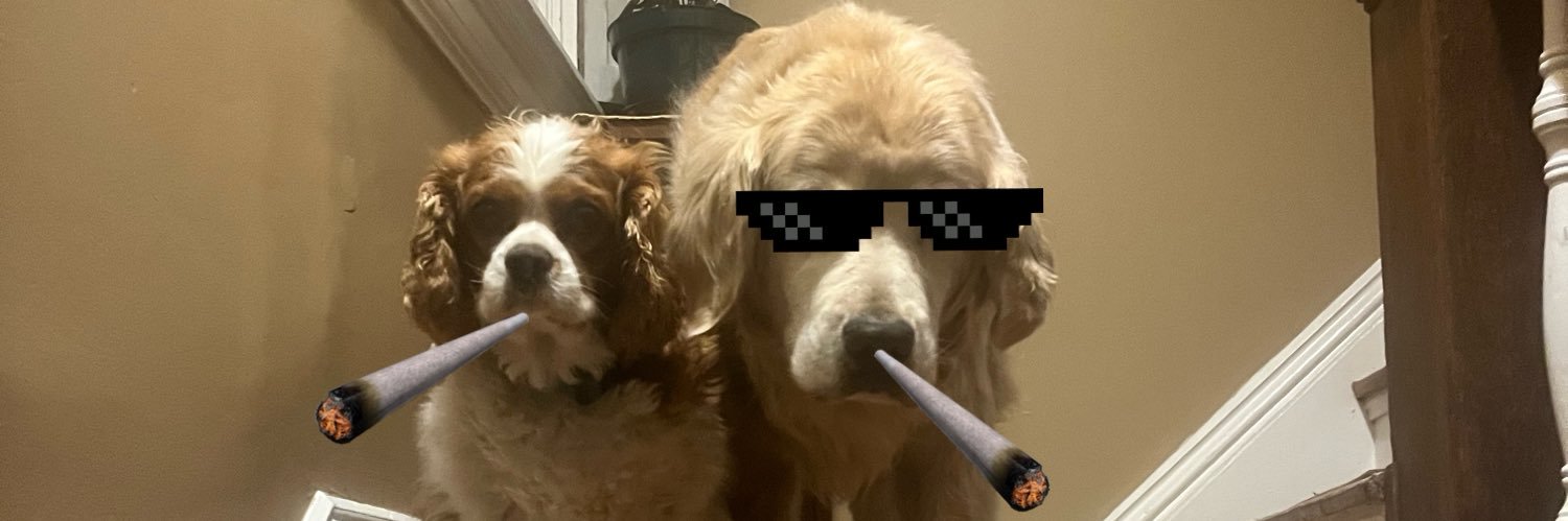 DutchessofFrog's profile banner image