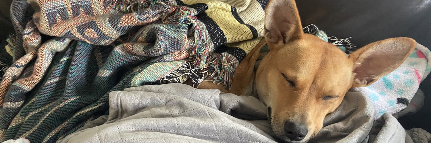 Colleen Echohawk banner