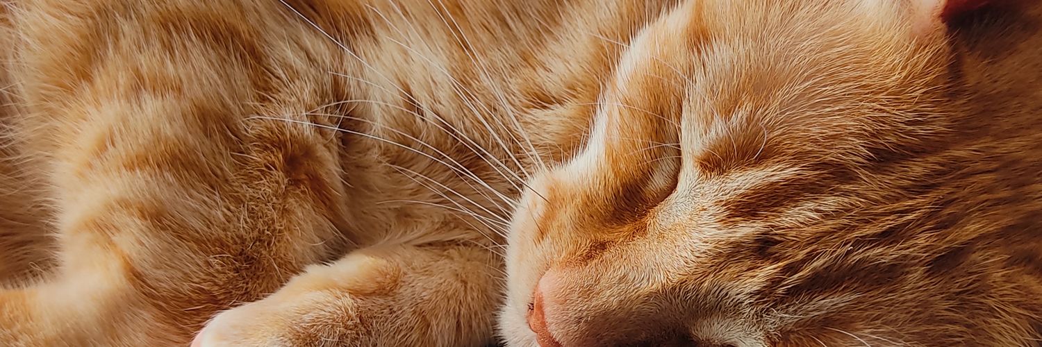 catarinadinizz's profile banner image