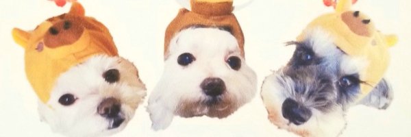 yukino3paw Profile Banner