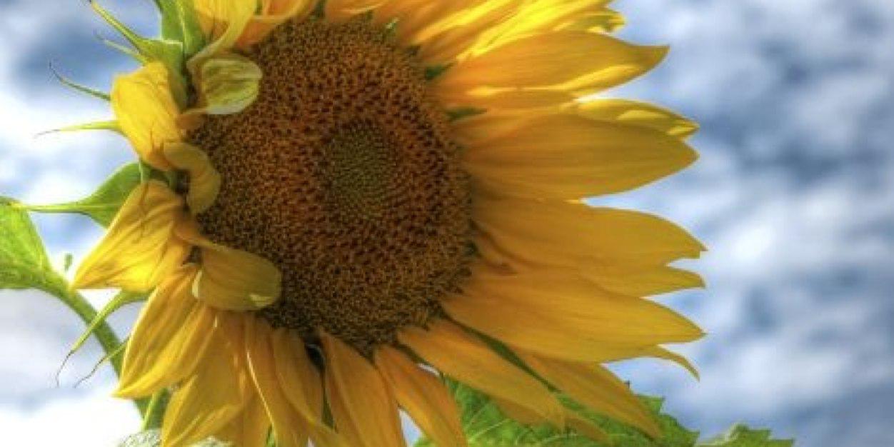 lainey_walters's profile banner image