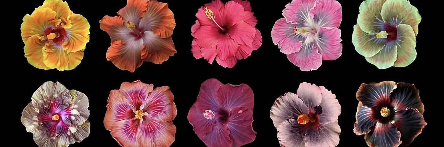 danp2cb's profile banner image