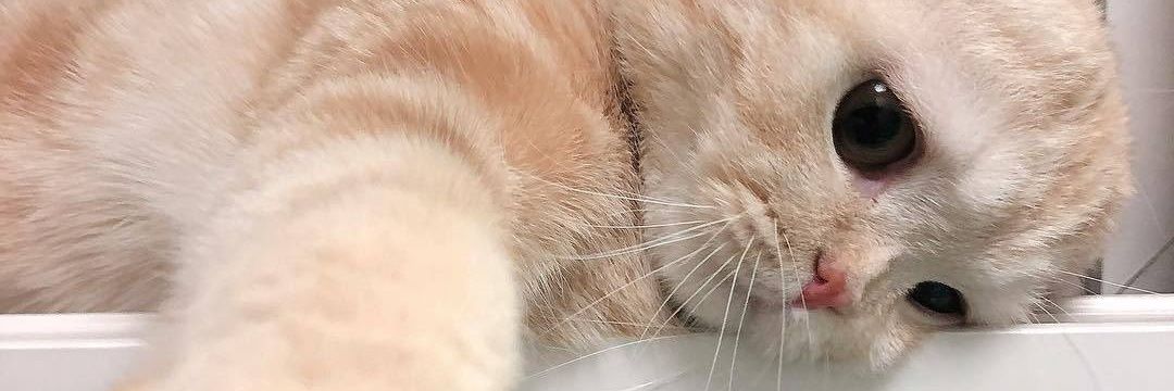 Humano Promedio banner